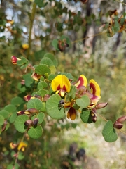 Bossiaea