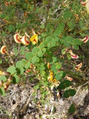 Bossiaea