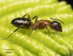 Camponotus essigi