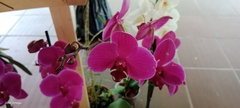Phalaenopsis