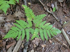 Pteridium aquilinum latiusculum