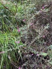 Boronia gracilipes