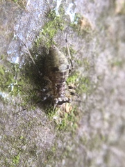 Mesopsocus fuscifrons