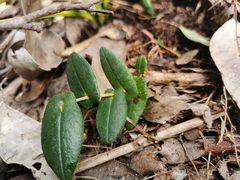 Hibbertia perfoliata