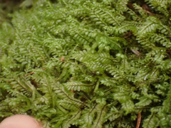 Plagiochila gracilis