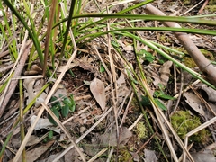 Hibbertia perfoliata