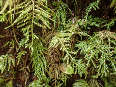 Kindbergia praelonga
