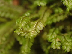 Plagiochila gracilis