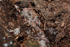 Gosodesmus claremontus