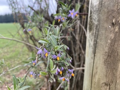 Solanum crispum