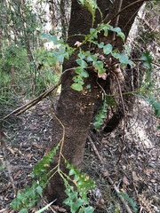 Banksia grandis
