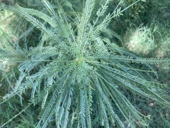 Parkinsonia