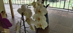 Phalaenopsis