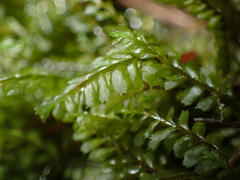 Plagiochila gracilis