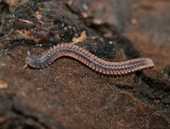 Gosodesmus claremontus