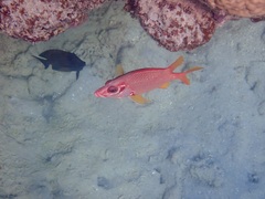 Sargocentron spiniferum