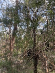 Persoonia longifolia
