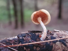 Pluteus chrysophlebius