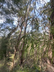 Persoonia longifolia