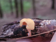 Pluteus chrysophlebius