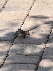 Agama picticauda