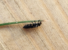 Coccinella septempunctata