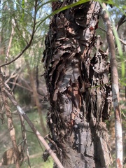 Persoonia longifolia