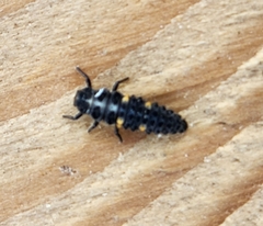 Coccinella septempunctata