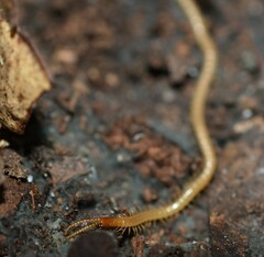 Geophilomorpha