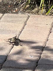Agama picticauda