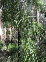 Persoonia longifolia