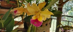 Cattleya