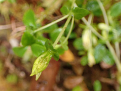 Gentiana douglasiana