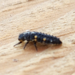 Coccinella septempunctata