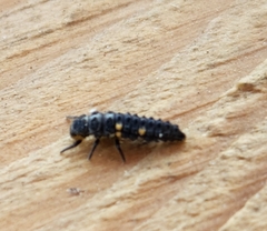 Coccinella septempunctata