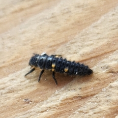 Coccinella septempunctata