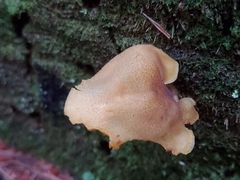 Tricholomopsis decora