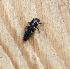 Coccinella septempunctata