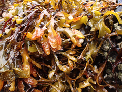 Fucus distichus