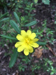 Hibbertia furfuracea