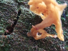 Tricholomopsis decora