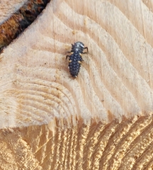 Coccinella septempunctata