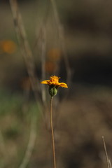 Wedelia hispida
