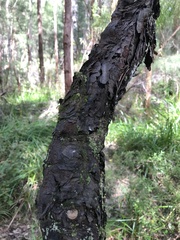 Persoonia longifolia