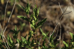 Wedelia hispida