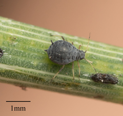 Aphis cytisorum