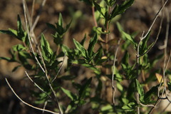 Wedelia hispida