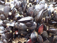 Mytilus trossulus