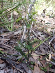 Leucopogon