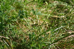Melanoplus sanguinipes